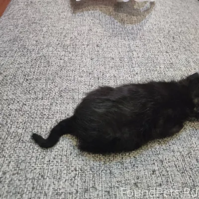 SOS! В мусорном контейнере най...