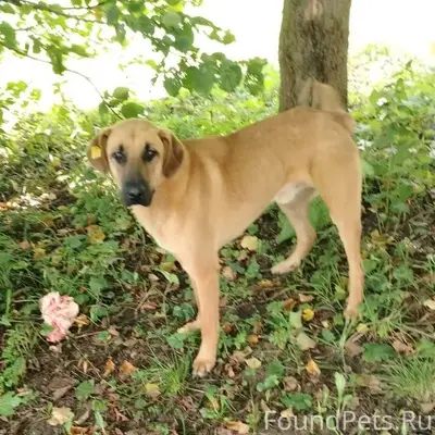 🆘🆘🆘Сбежал пес с передержки ряд...