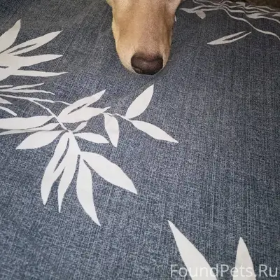 27.12 убежала собачка, возраст...