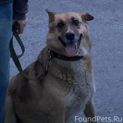 ПОМОГИТЕ НАЙТИ СОБАКУ❗️ Убежал...