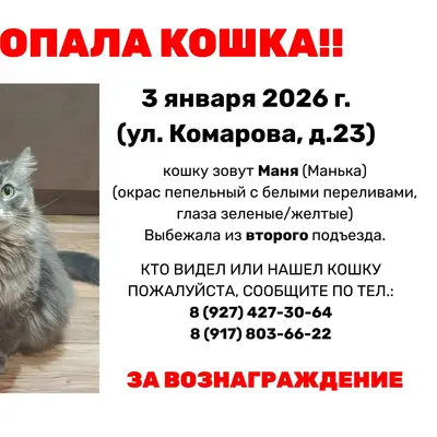 Пропала домашняя кошка. Выбежа...