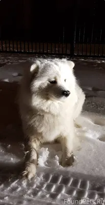 Помогите пожалуйста найти соба...
