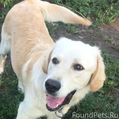 Потерялся пес на поселке Волко...