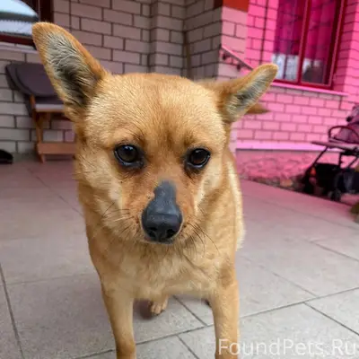 Пропала собака по кличке Феня,...