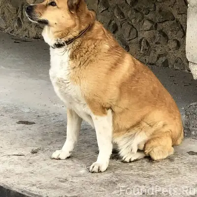 ❗❗❗Ключи❗❗❗ Пропала Люся 🐶 дне...