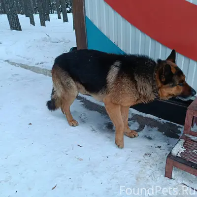 В Юности бродит собака с ошейн...