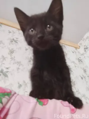 Пропал котёнок! Убежал сегодня...