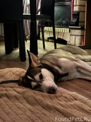 Ищем старых хозяев ! Найдена с...