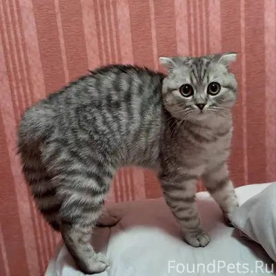 Пропал кот, в районе пансионат...