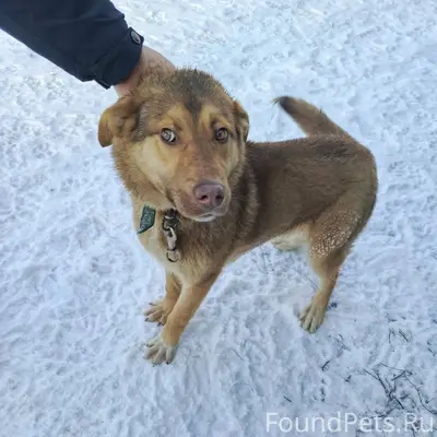 Чей убежал пёс? Не даёт выйти....