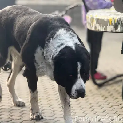 Потерялись 2 собаки в Родниках...