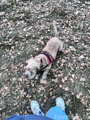 Убежала собака порода кокер-сп...