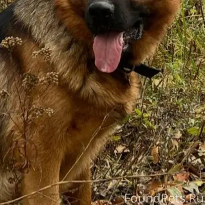 ВНИМАНИЕ !!!!!!! Пропала собак...