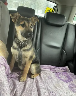 Пропала собака ( или украли) ,...