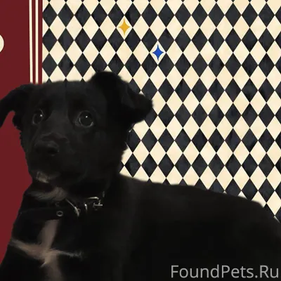 📣Ласковая девочка по имени "Пя...