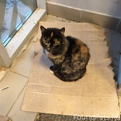 В "Пятерочке"на улице Садовая,...