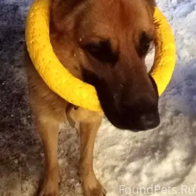 #ПотерянПёс_Алматы ✅ Всем добр...