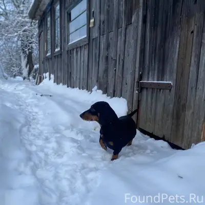 Пропала собака Такса, кличка С...