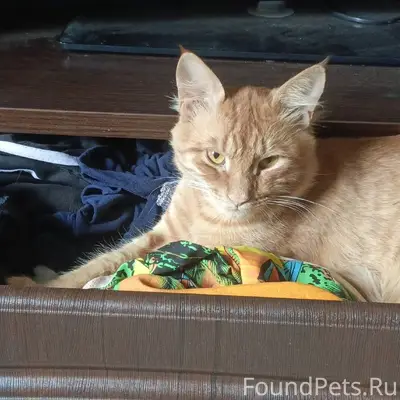 Пропал кот по кличке Ярик. В.....