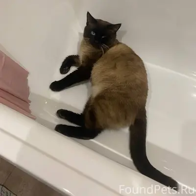 Пропал кот!Откликается на имя ...