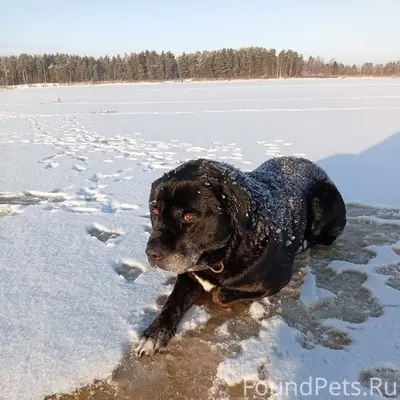 01.01.2026 пропала собака, пос...