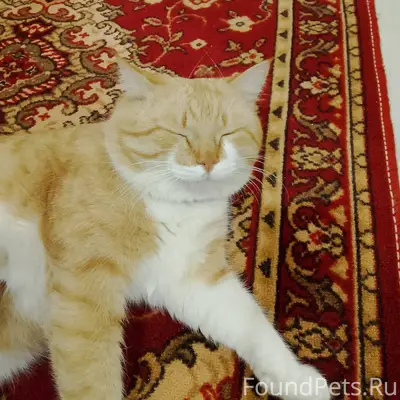 Пропал кот в районе Проспекта,...