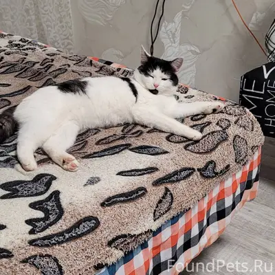 Пропала кошка, может быть в ра...