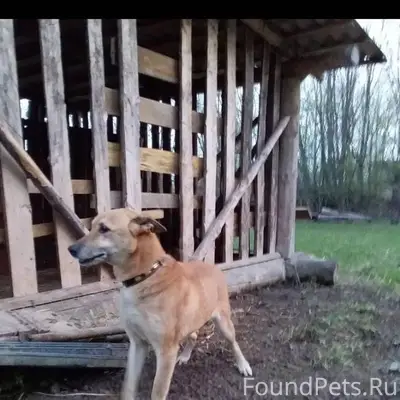 Пропала собака,сорвалась с цеп...