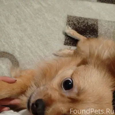 Убежал пёс, маленького роста, ...