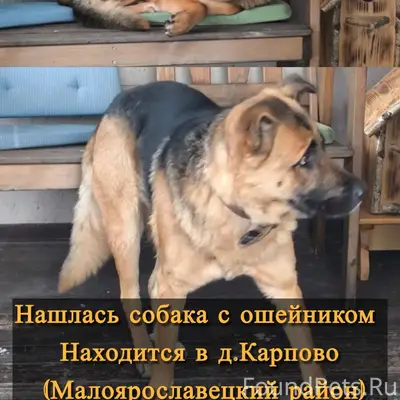 Нашлась собака с ошейником, бе...