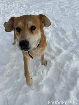 🆘🆘🆘Помогите найти собаку 🆘🆘🆘Ст...