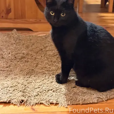 Найдена кошка/кот на даче СТ.....