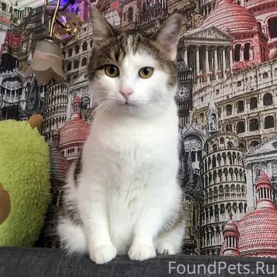 Пропал кот, район Низовка, есл...