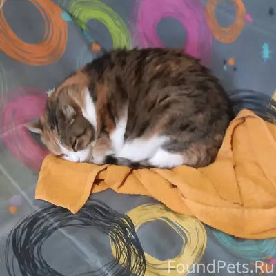 Здравствуйте. Найдена кошка 4 ...
