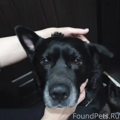 НАЙДЕН ПЕС В ШЛЕЙКЕ И НАМОРДНИ...