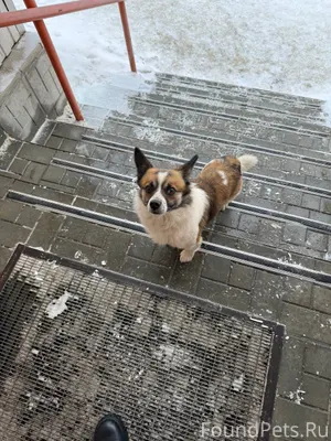 Чья собака 🐕 Уже не первый...