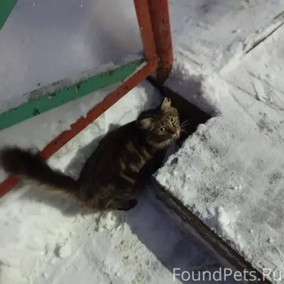 Найдена кошка в районе авангар...