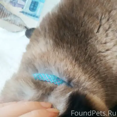 Чей потеряшка? Ласковый мурлык...