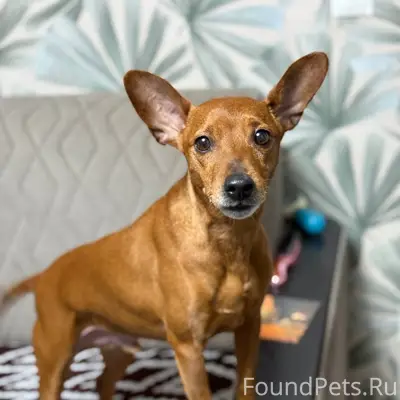 Найден пёс в городе Мирном. Бе...