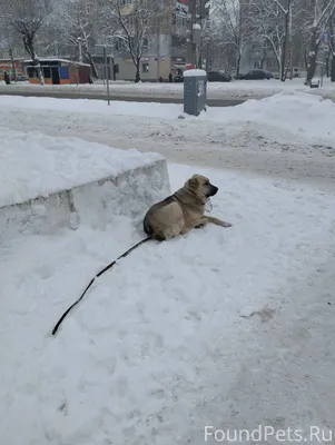 Кто потерял!!! Сидит собака ок...