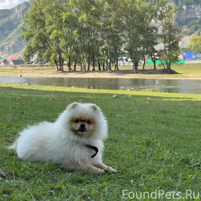 Пропала любимая собака, убежал...