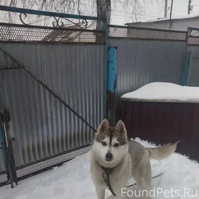 Пропала собака❗ Хаска-девочка....