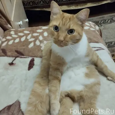 ‼️🐈 Пропал кот, 8 лет Кастриро...