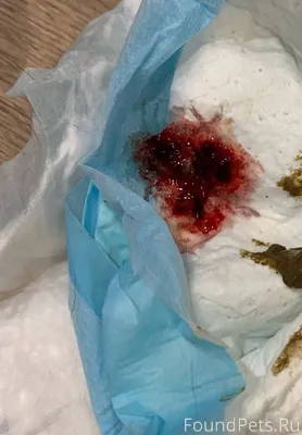 Зайка. Найдена осень с котятка...