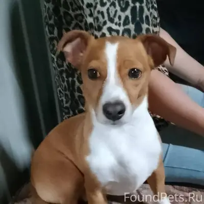 Пропала собака, кличка Тим, уб...