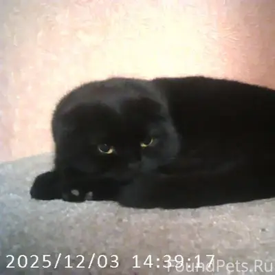 В 6 мик-не пропал черный...