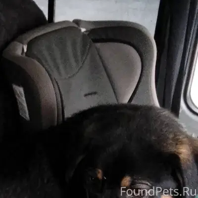 Потерялась собака в районе фас...