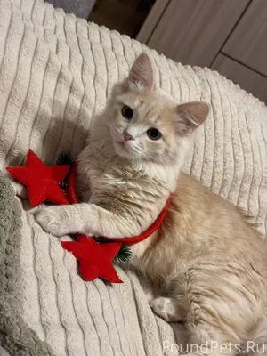 ПРОПАЛ КОТ! Район Куйбышева Пр...