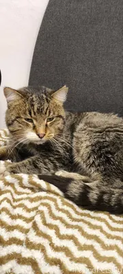 НАЙДЕН КОТ! ИЩЕМ ХОЗЯЕВ Найден...