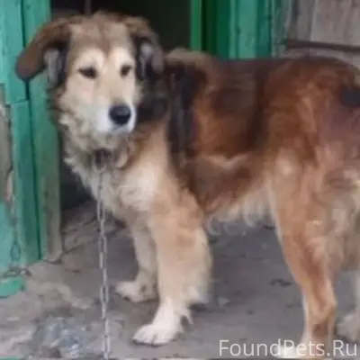 ‼️‼️‼️‼️ Пропала собака. С оше...